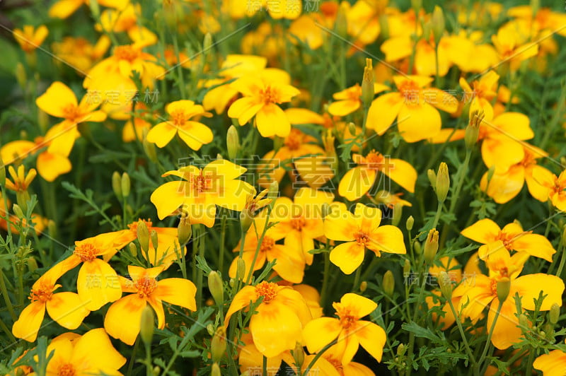 万寿菊或图章万寿菊或金万寿菊的黄色花，花芯为橙色