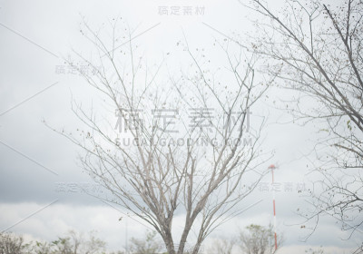 树木在冬天