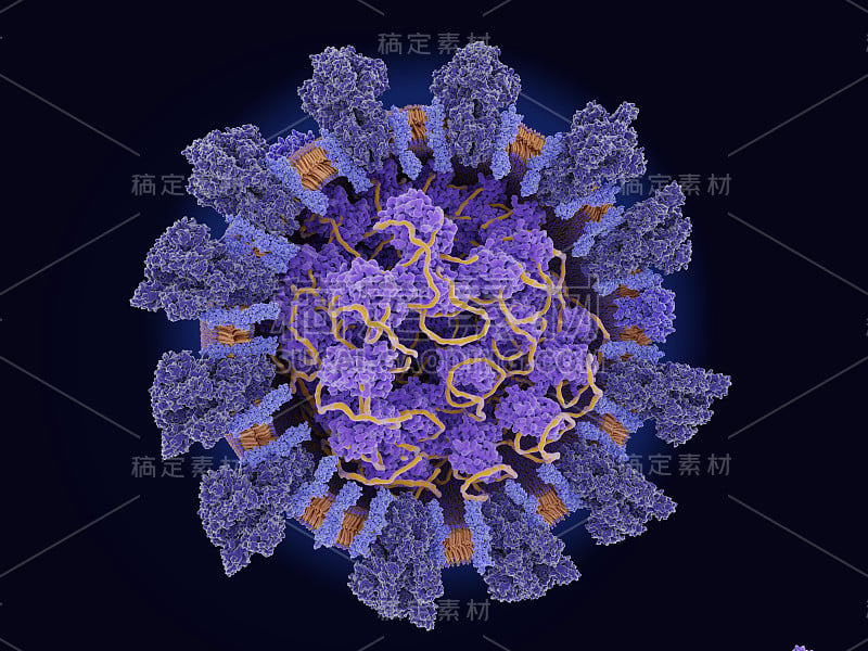 冠状病毒SARS-CoV-2的结构