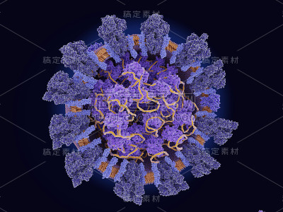 冠状病毒SARS-CoV-2的结构