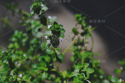 草本植物