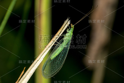 小枝上的金蝶