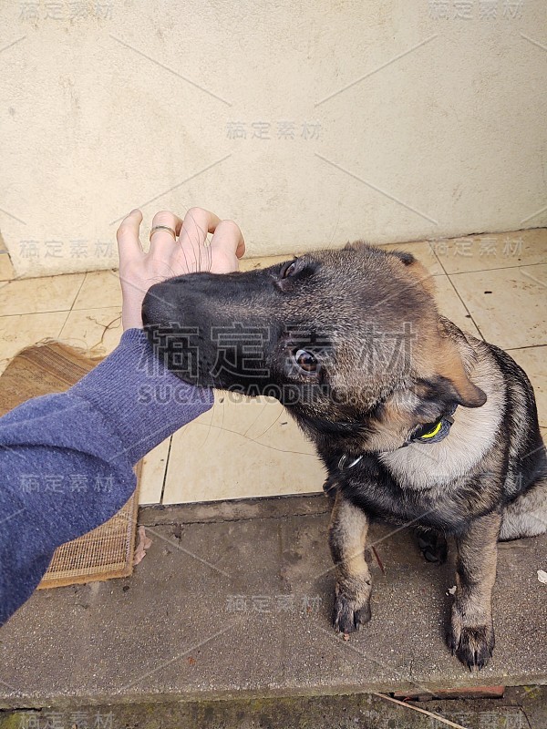 德国牧羊犬幼小的小狗与人的手玩耍。