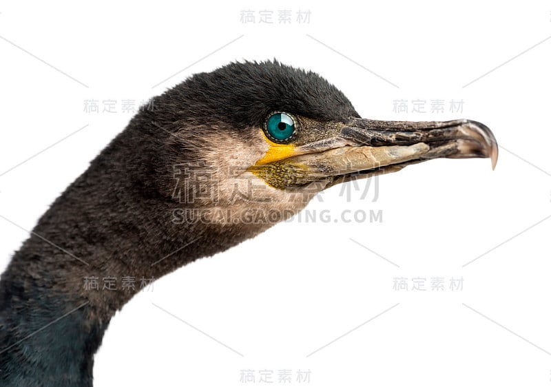 大鸬鹚，Phalacrocorax carbo，也被称为大黑鸬鹚的白色背景