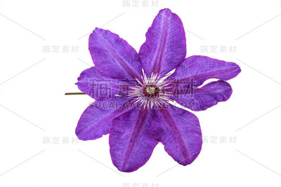 紫花铁线莲
