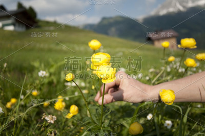 摘花