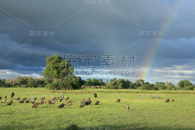 野生兀鹫非洲大草原肯尼亚危险的鸟