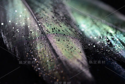 羽毛