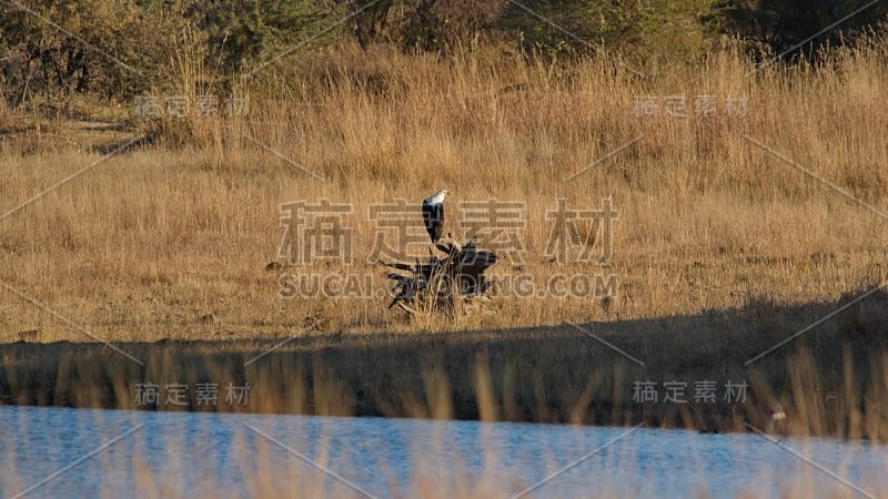 非洲鱼鹰