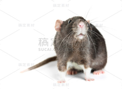 动物灰色老鼠特写