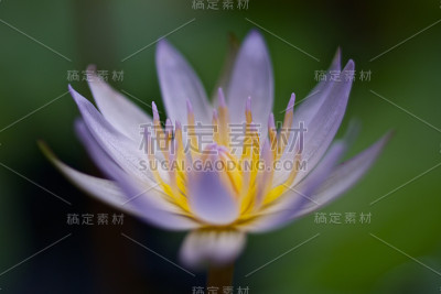莲花