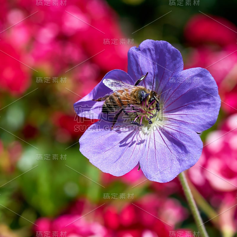 花朵中的蜜蜂