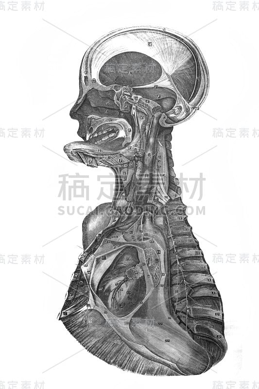 从侧面的头部和胸部器官的旧书解剖图像，由N. Pirogova, 1850年，圣彼得堡