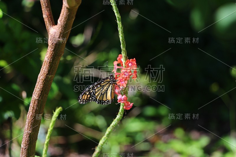 红色花朵上的帝王蝶