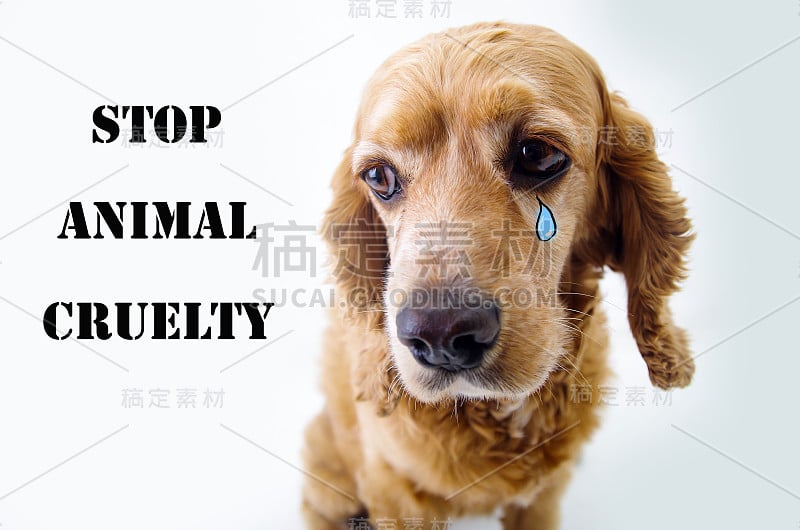 可爱的悲伤的英国可卡犬小狗在一个