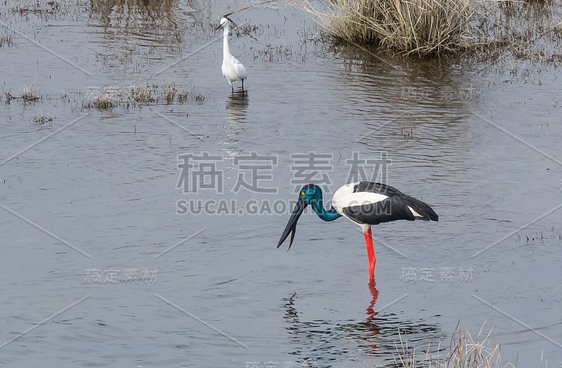 黑颈鹳鸟