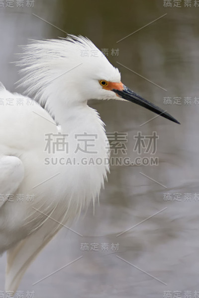 展示羽毛的白鹭。