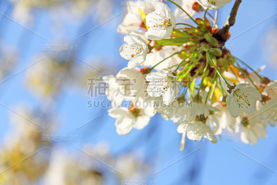 苹果在春天开花