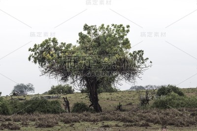 非洲大草原，肯尼亚