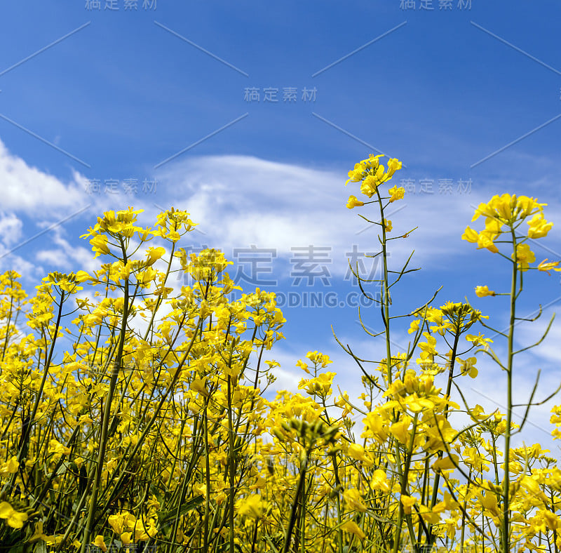 蓝天下黄油菜田