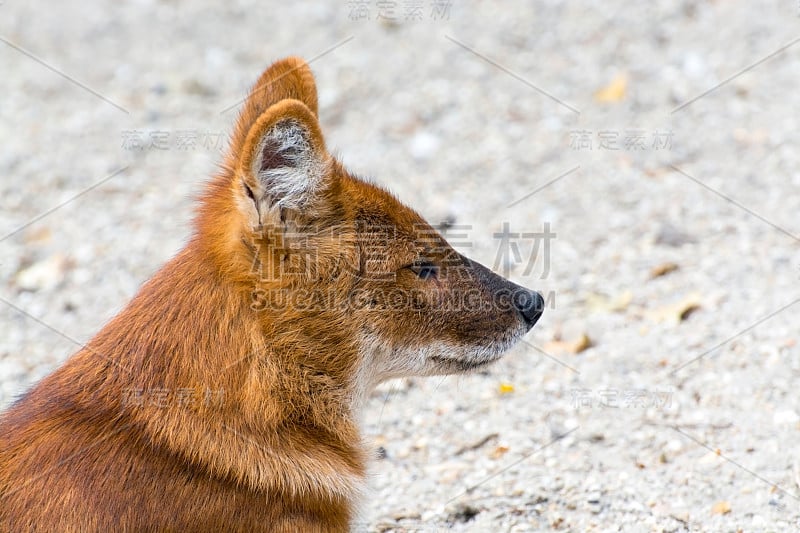 Dhole(高山熊)