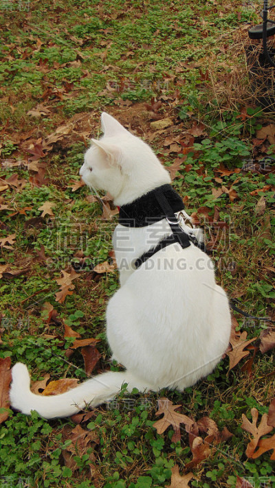 一只白色的小猫坐在外面