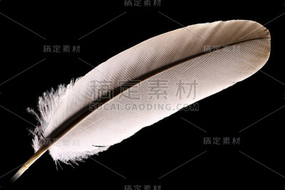白色羽毛的特写