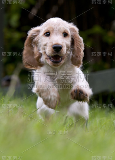 英语秀可卡犬