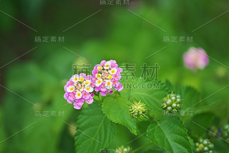 卡马拉Lantana