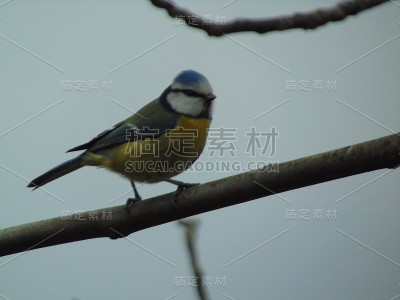 山雀