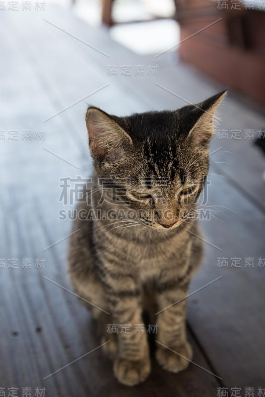 猫被留下来悲伤地坐着