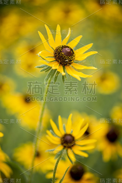 黑眼苏珊春天的野花