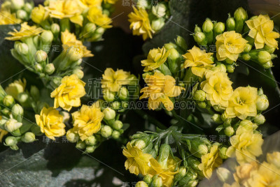 美丽的花朵作为背景