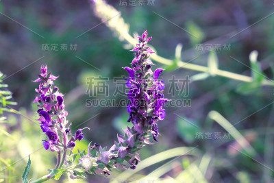 草地野花，药用植物紫鼠尾草