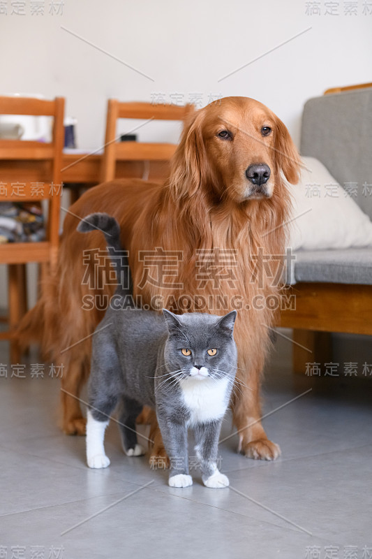 金毛寻回犬和猫