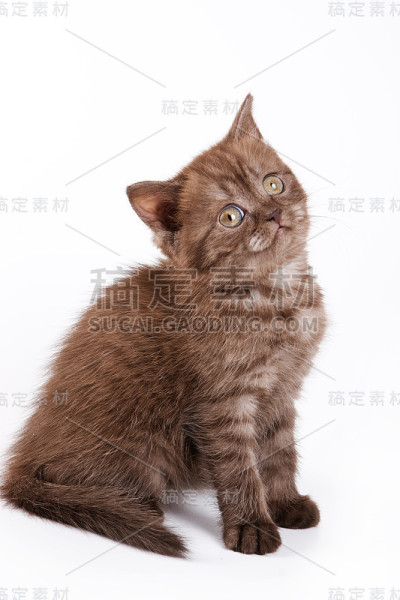英国的小猫