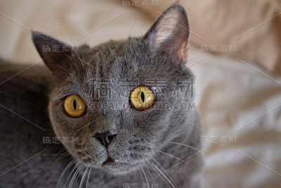 搞笑的英国猫，灰毛的猫在床上玩耍