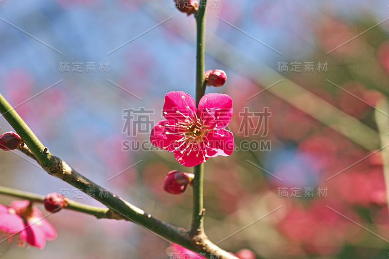 雅帕内塞普里科特