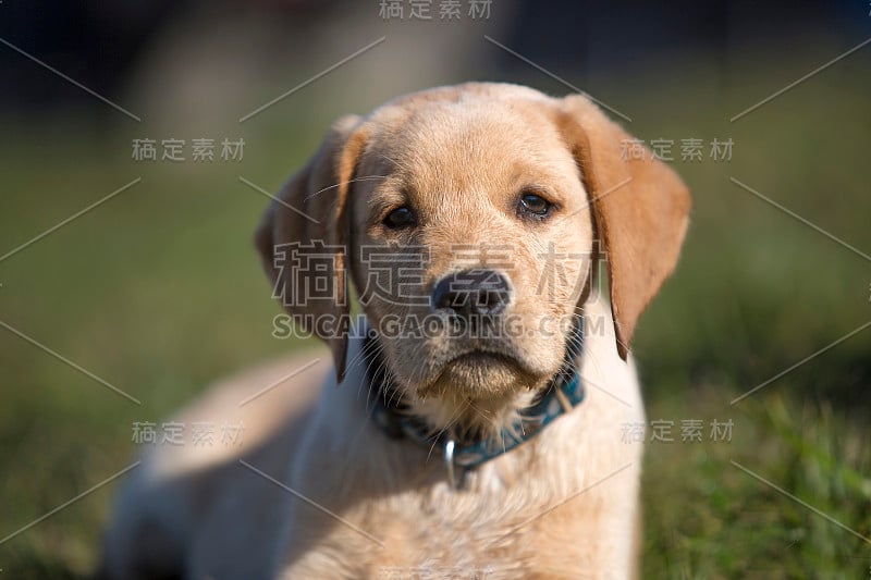 小金毛猎犬在户外玩耍