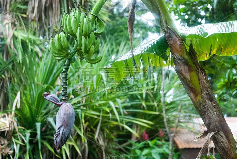 香蕉花