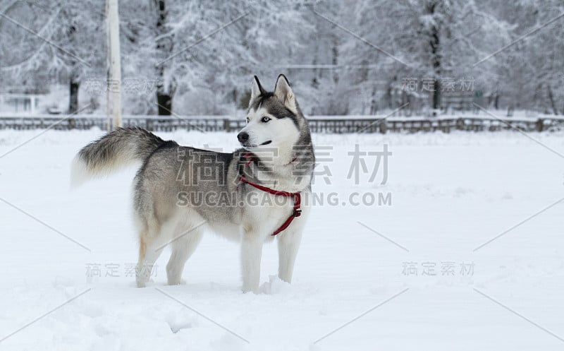 西伯利亚雪橇犬的冬天。