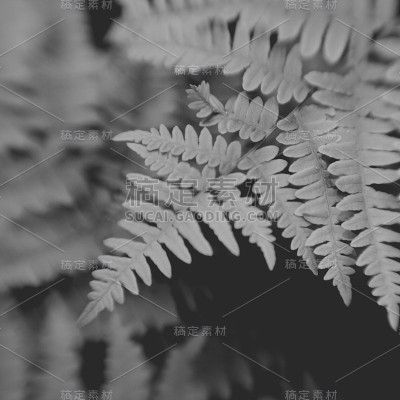黑白蕨类