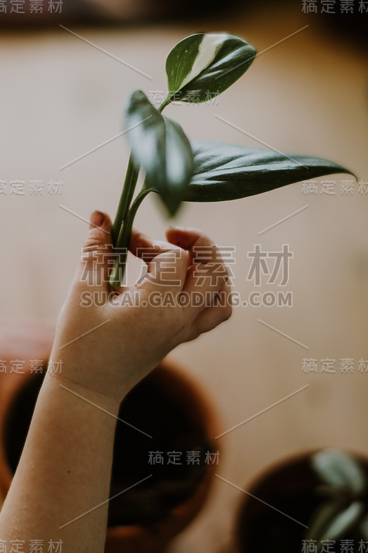 孩子拿着植物