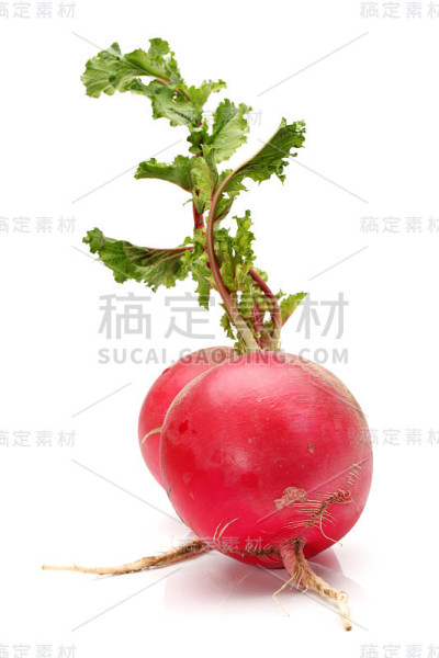 在白色背景上分离的新鲜甜菜根