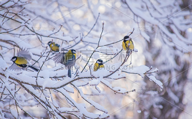 雪天里的山雀