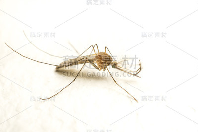 蚊子特写或微距