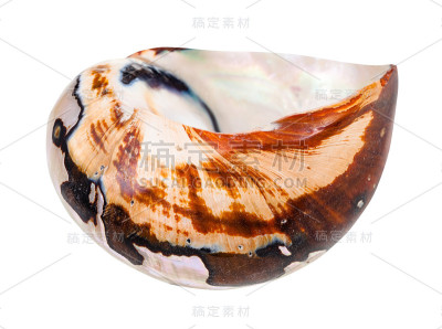 孤立在白色上的鹦鹉螺软体动物的空壳