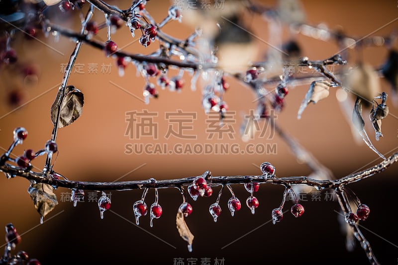 暴风雨后，大自然被冰封。