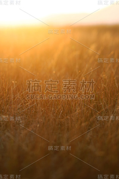 倾斜的日落场