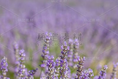薰衣草盛开的鲜花